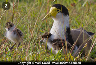 Masked Lapwing guarding its eggs