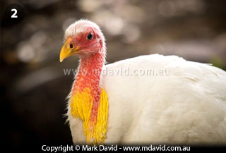 White Brush Turkey