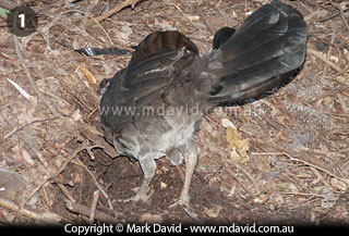 Brush Turkey testing the temperature inside his nest