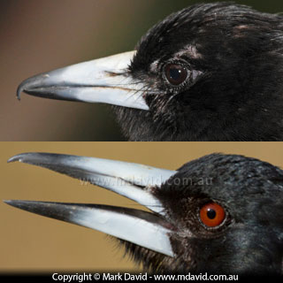 Pied Butcherbird beak compared with an Australian Magpie Beak