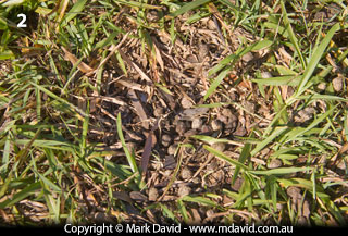 Abandoned Masked Lapwing nesting site