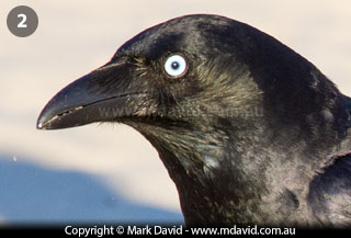 Torresian Crow