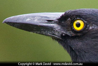 Pied Currawong