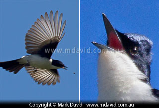 Restless Flycatcher