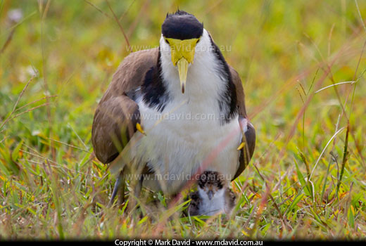 Masked Lapwing chick and an egg beneath a parent bird