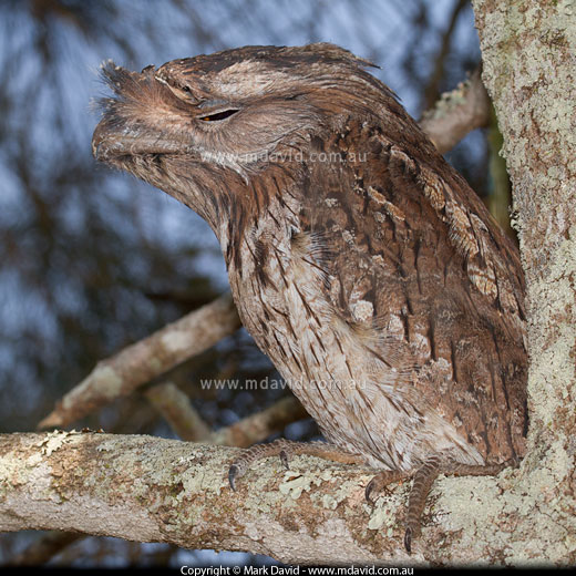 Tawny Frogmouth