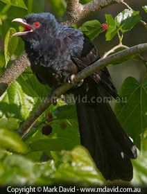 Common Koel