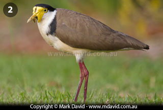 Mature Masked Lapwing