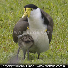 Masked Lapwing chick burying itself in its parent's feathers