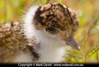 Masked Lapwing chick