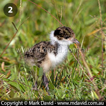 Masked Lapwing chick growing up
