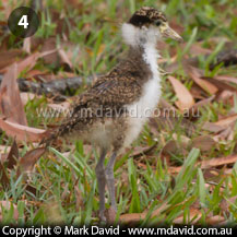 Masked Lapwing chick growing up