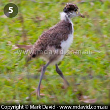 Masked Lapwing chick growing up