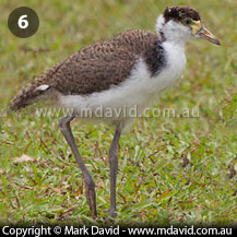 Masked Lapwing chick growing up