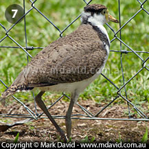 Masked Lapwing chick growing up