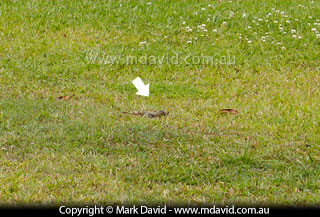 Masked Lapwing egg difficult to see against the grass