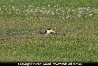Masked Lapwing on its nest