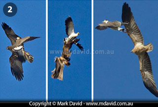 Masked Lapwing attacking a Brahminy Kite in the air