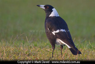 Australian Magpie