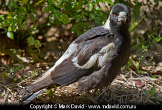 Young Australian Magpie