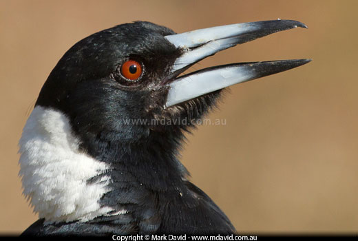 Australian Magpie