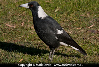 Australian Magpie