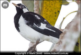 Magpie Lark male