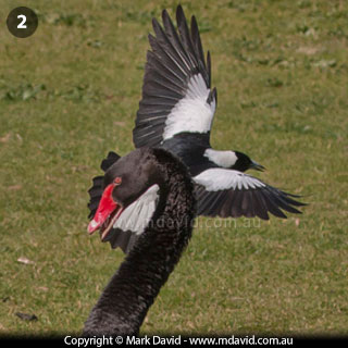 Magpie swooping a Black Swan