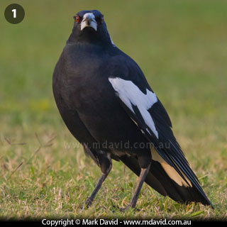 Australian Magpie