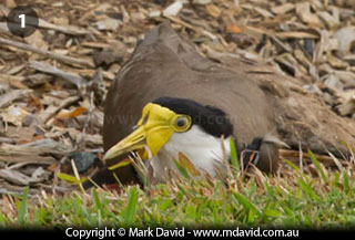 Masked Lapwing pretending to be injured