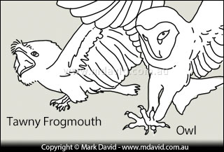 A comparison of an owl with a Tawny Frogmouth