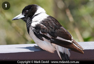 Pied Butcherbird