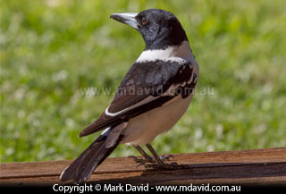 Pied Butcherbird