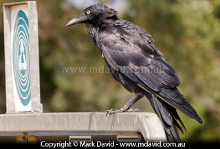 Australian Raven