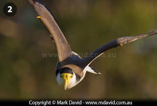Masked Lapwing swooping