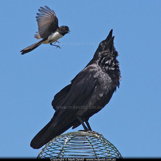 Willie Wagtail harassing an Australian Raven