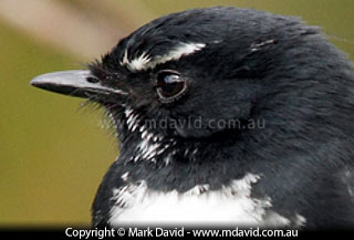 Willie Wagtail
