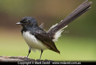 Willy Wagtail