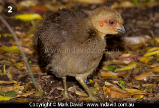 Young Brush Turkey