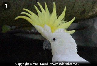 Sulphur-crested Cockatoo