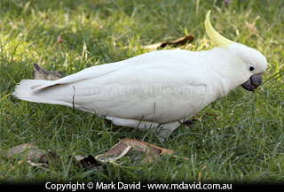 Sulphur-crested Cockatoo feeding on the ground