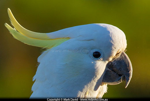 Sulphur-crested Cockatoo