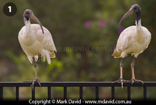 Australian White Ibis