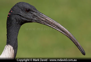 Australian White Ibis