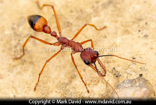 Bulldog Ant