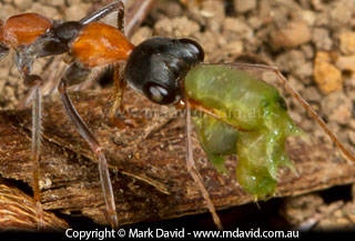 Jumper Ant carrying food for the young