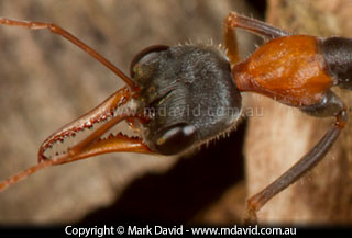 Jumper Ant