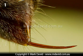 Jumper Ant stinger
