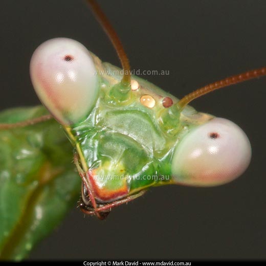 The head of a praying mantis