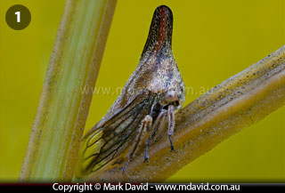 Lantana Treehopper
